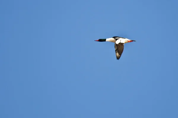 Merganser comum solitário voando no céu azul — Fotografia de Stock