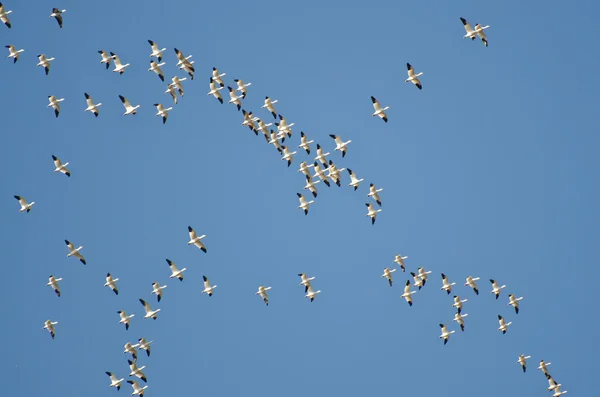 Schwarm Schneegänse fliegt in blauen Himmel — Stockfoto