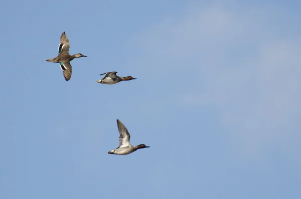 Drie groene - winged teals vliegen in een bewolkte hemel — Stockfoto