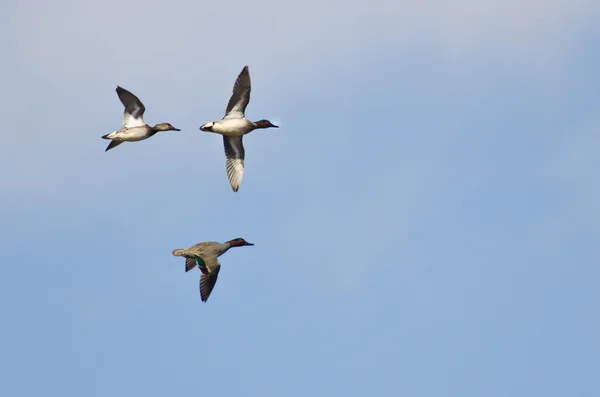 Drie groene - winged teals vliegen in een bewolkte hemel — Stockfoto