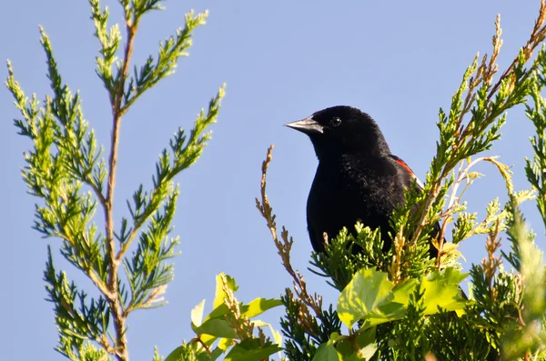 Blackbird de asa vermelha empoleirado em uma árvore de cedro — Fotografia de Stock
