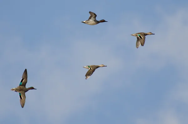 Quatre sarcelles aux ailes vertes volant dans un ciel nuageux — Photo