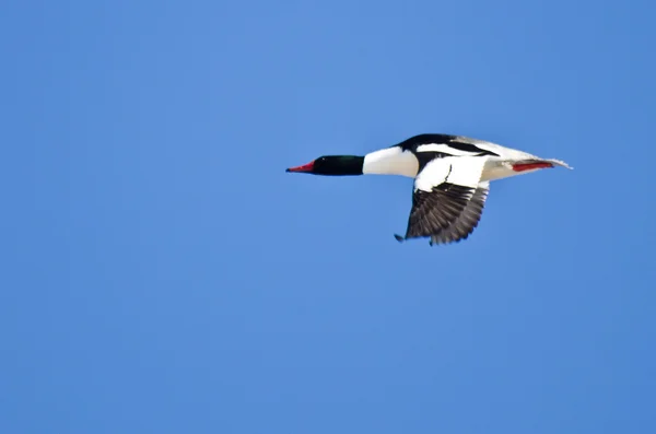 Mâle solitaire Merganser commun volant dans le ciel bleu — Photo