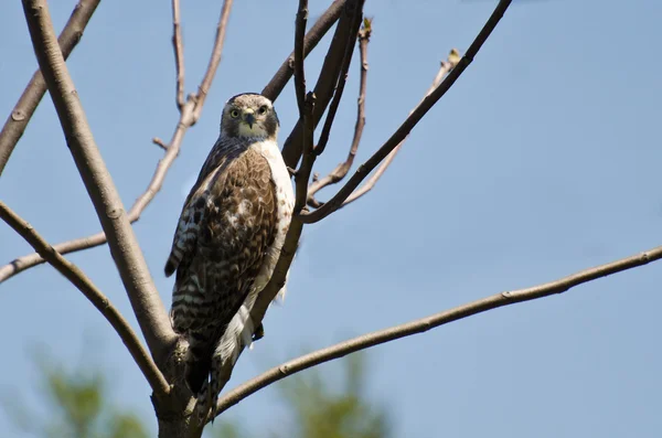 Young Red-Tailed Hawk Making Eye Contact — Stock Photo, Image