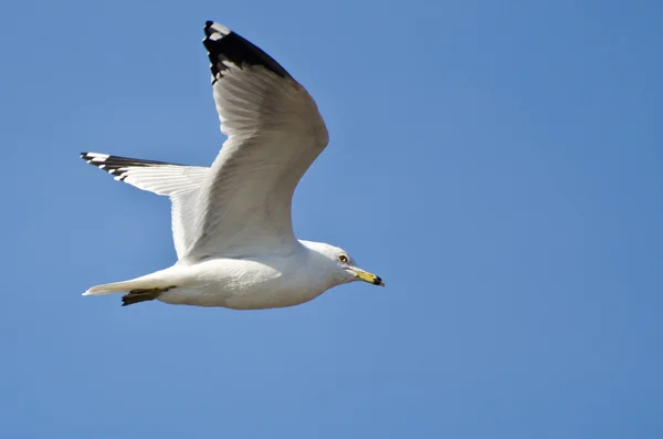 ริง-Billed Gull บินในท้องฟ้าสีฟ้า — ภาพถ่ายสต็อก