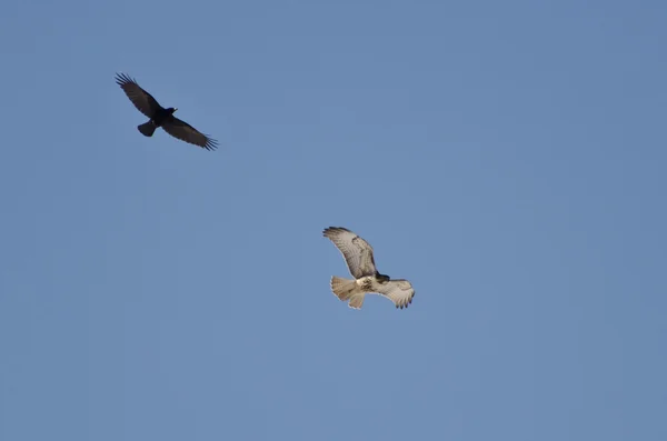 Hawk och crow engagerade i luftstrider — Stockfoto