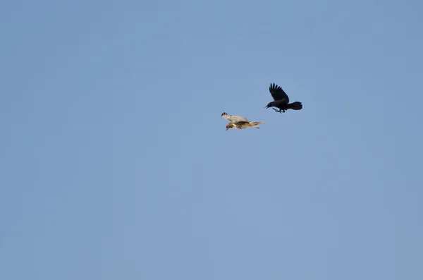 Hawk and Crow Engaged in Aerial Combat Royalty Free Stock Photos