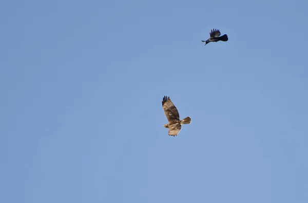 Hawk and Crow Engaged in Aerial Combat Stock Image