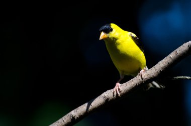 bir dal üzerinde tünemiş erkek Amerikan sakası