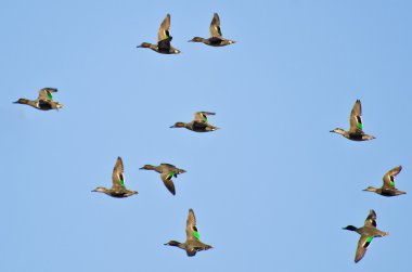 Yeşil - kanatlı mavi gökyüzünde uçan teals sürüsü
