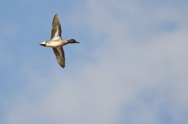 erkek yeşil - kanatlı bir bulutlu gökyüzü uçan deniz mavisi