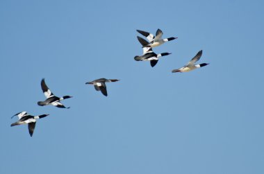 mavi gökyüzünde uçan sık boyunları sürüsü