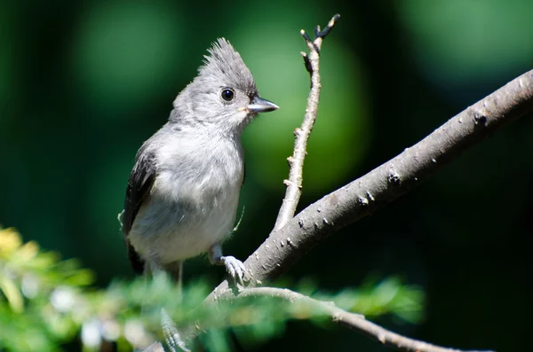 Young Tufted Titmouse — Stock Photo, Image