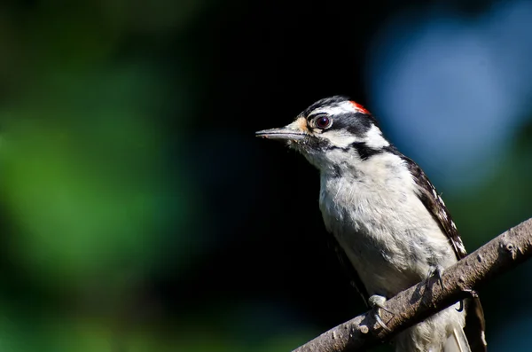 Downy Woodpecker Empoleirado em um ramo — Fotografia de Stock