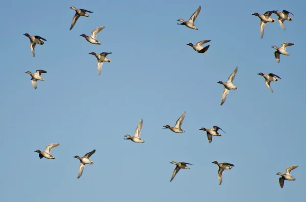 Schwarm grünflügeliger Krickenten fliegt in einen blauen Himmel — Stockfoto