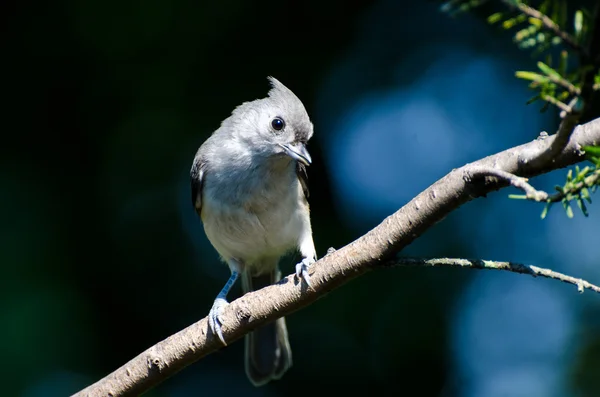Tufted Titmouse Perched on a Branch — Stock Photo, Image