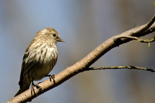 Borovice siskin seděla na větvi — Stock fotografie