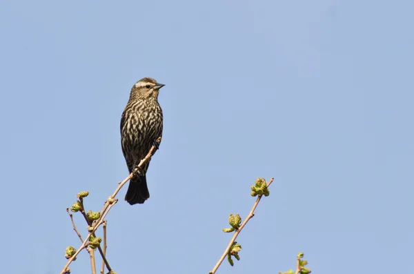 Female Red-Winged Blackbird Perched in a Tree — Stock Photo, Image