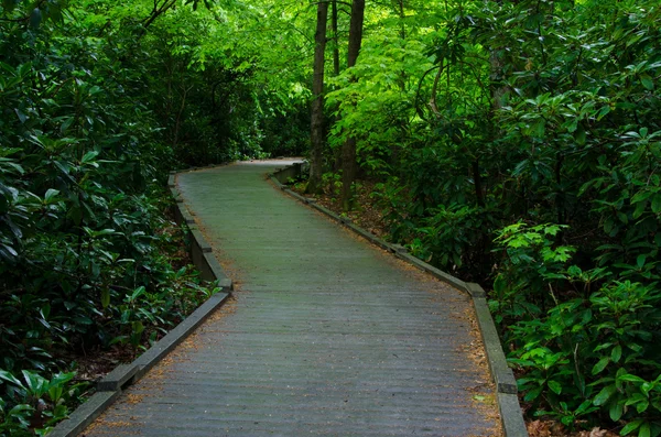 Wooden Walkway Leading Through an Early Spring Forest — Stok Foto