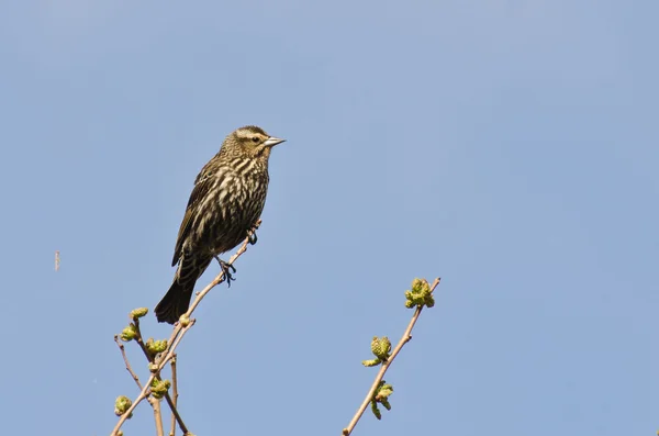 Kobiece czerwone - skrzydlaty blackbird wznosi się w drzewo — Zdjęcie stockowe