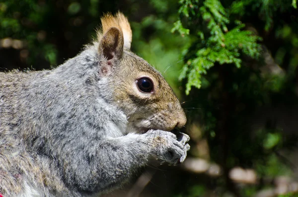 Eichhörnchen frisst einen Samen — Stockfoto