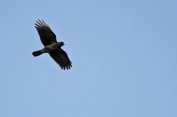 Американский ворон летит в голубом небе — стоковое фото