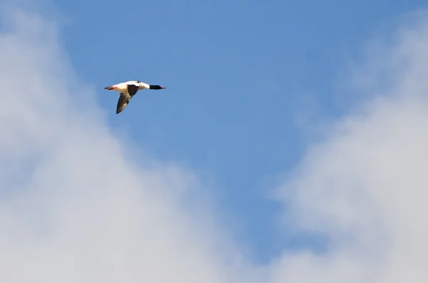 Maschio comune Merganser volare in cielo nuvoloso — Foto Stock