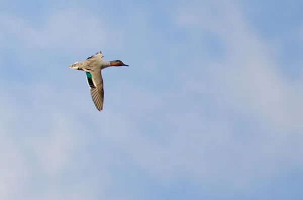 Male Green-Winged Teal Flying in a Cloudy Sky — Stock Photo, Image