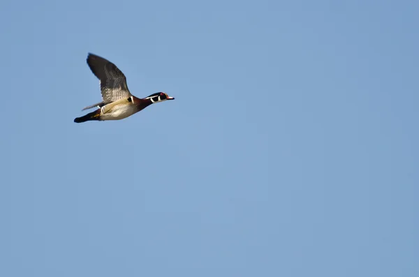 Pato de madeira masculino voando no céu azul — Fotografia de Stock