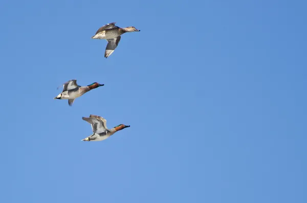 Tres polainas de alas verdes volando en el cielo azul —  Fotos de Stock