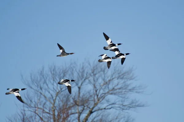 Flock of Common Mergansers Volando en Blue Sky — Foto de Stock