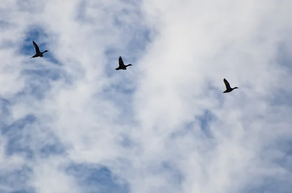 Drie gesynchroniseerde eenden afsteekt op mooie bewolkte hemel — Stockfoto