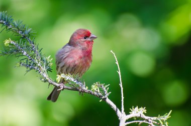Finch Hanesi Ağaca Tüymüş