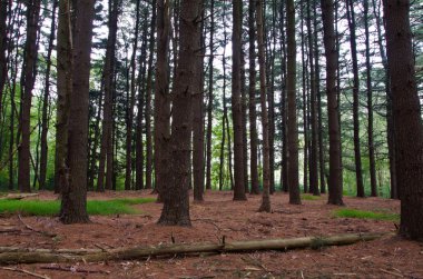 çam ormanın derinliklerinde