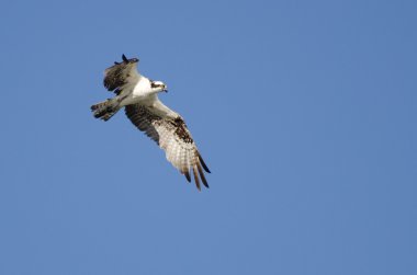 Osprey uçuş mavi gök