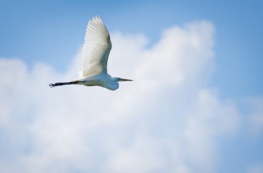 Uçan büyük balıkçıl