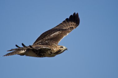 mavi gökyüzünde uçan olgunlaşmamış kırmızı - kuyruklu şahin