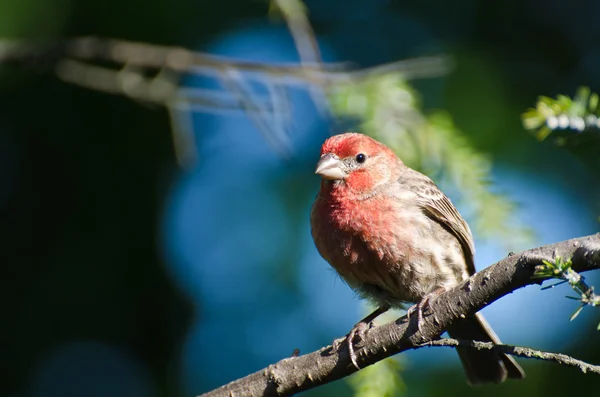 Dům Finch sedí na stromě — Stock fotografie