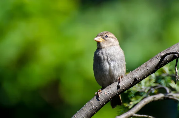 Vrabec domácí sedí na stromě — Stock fotografie