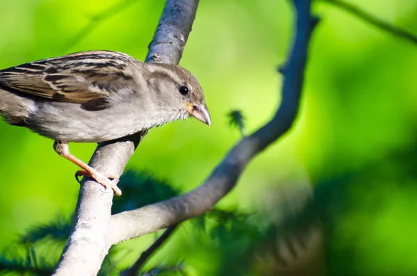 House Sparrow Perched in a Tree — Stock Photo, Image