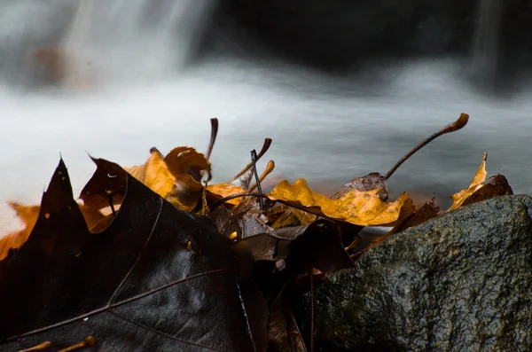 Nedves lehullott levelek, a késő őszig — Stock Fotó