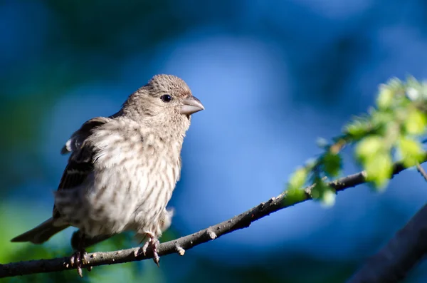 Kadın evin finch mavi bir arka plan — Stok fotoğraf