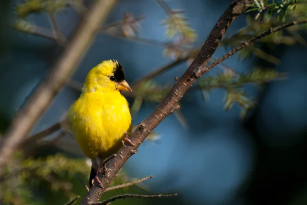 Chardonneret d'Amérique Perché dans un arbre — Photo