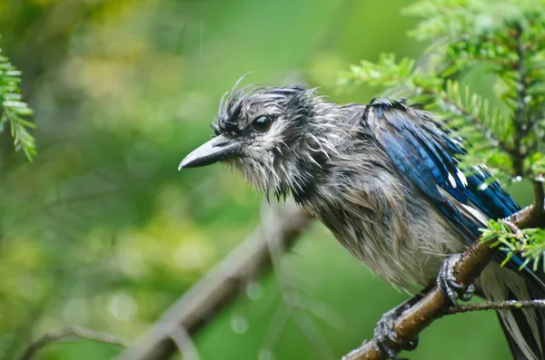 Wet Blue Jay in the Rain — Stock Photo, Image