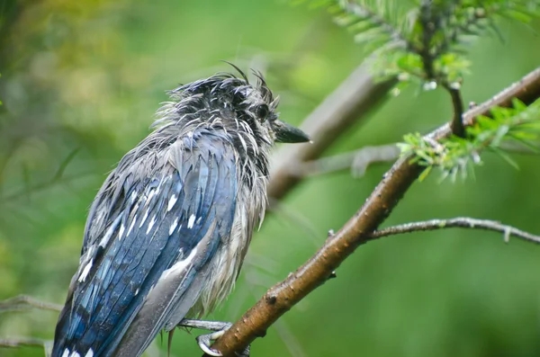 Mojado azul Jay en la lluvia — Foto de Stock