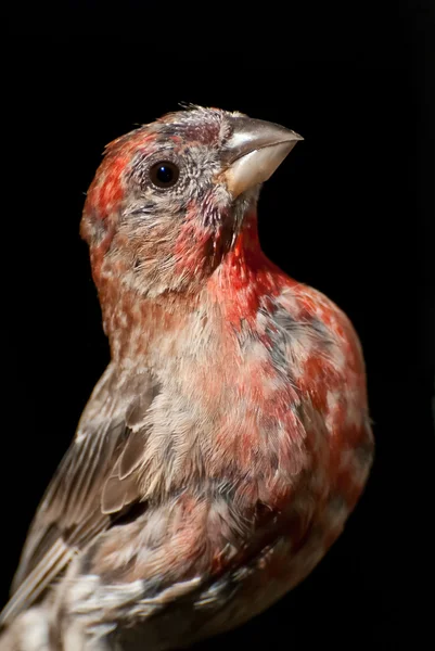 Maschio casa finch primo piano — Foto Stock