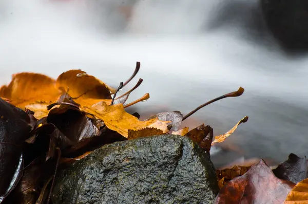 Mokré listí na pozdní podzim — Stock fotografie