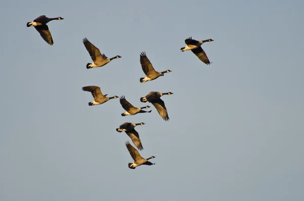 Flock av kanadagäss flyger på morgonhimlen — Stockfoto