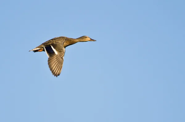 Samice divoké kachny v letu — Stock fotografie