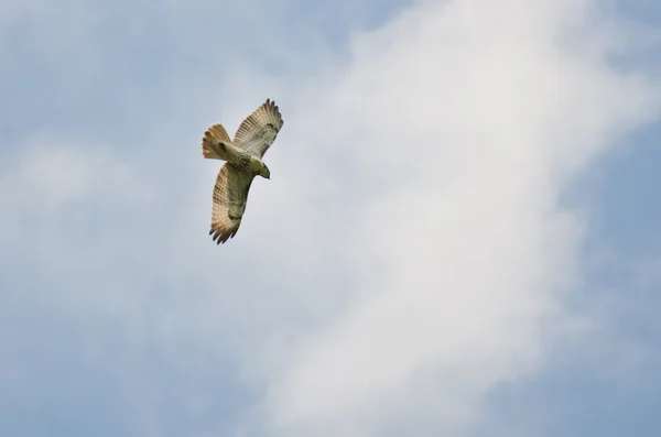 Falcão de cauda vermelha voando em um céu nublado — Fotografia de Stock